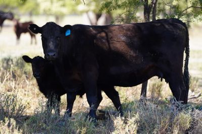 340 Angus & Angus X Cows & Calves