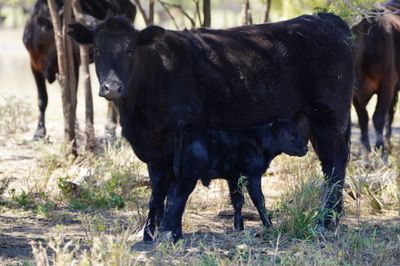 340 Angus & Angus X Cows & Calves