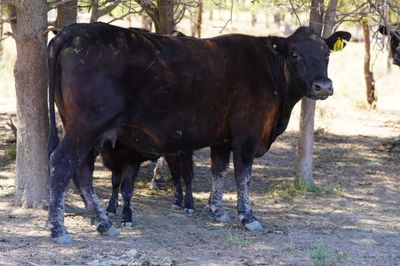 340 Angus & Angus X Cows & Calves