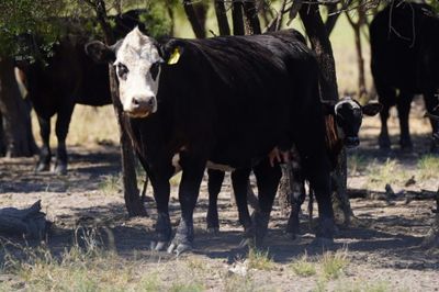 340 Angus & Angus X Cows & Calves