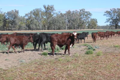 250 VGQ Santa Gertrudis/Angus X Backgrounders