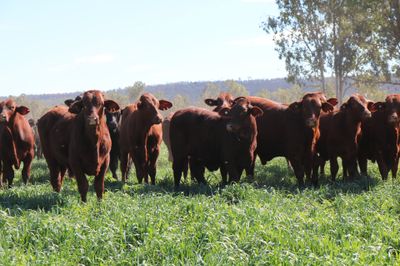 250 VGQ Santa Gertrudis/Angus X Backgrounders