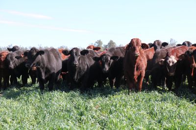250 VGQ Santa Gertrudis/Angus X Backgrounders
