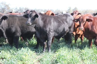 250 VGQ Santa Gertrudis/Angus X Backgrounders