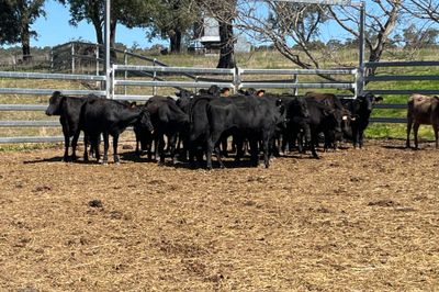 Wagyu Angus Cross