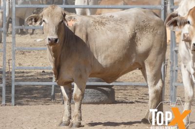 A+ 72 XBRED SPEYED FEEDER HEIFERS