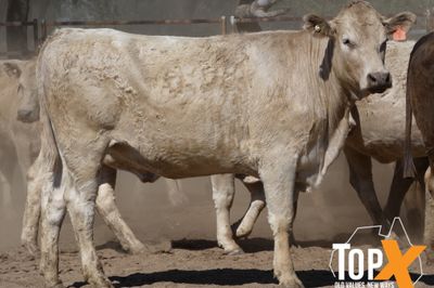 A+ 72 XBRED SPEYED FEEDER HEIFERS