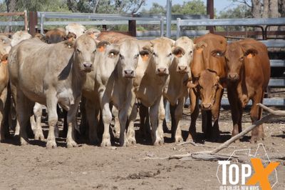 A+ 72 XBRED SPEYED FEEDER HEIFERS