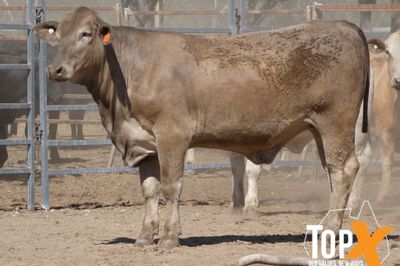 A+ 72 XBRED SPEYED FEEDER HEIFERS