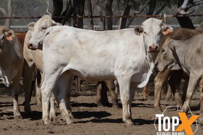 A+ 72 XBRED SPEYED FEEDER HEIFERS