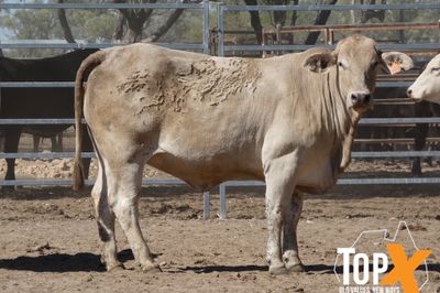 A+ 72 XBRED SPEYED FEEDER HEIFERS