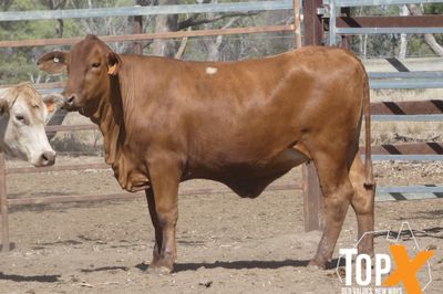 A+ 72 XBRED SPEYED FEEDER HEIFERS