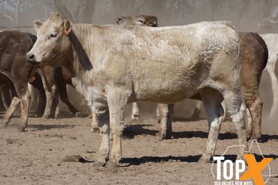 A+ 72 XBRED SPEYED FEEDER HEIFERS
