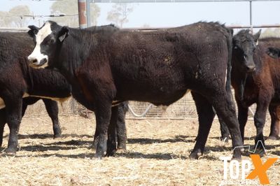 A+ 110 BACKGROUNDER STEERS