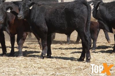 A+ 110 BACKGROUNDER STEERS