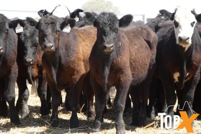 A+ 110 BACKGROUNDER STEERS