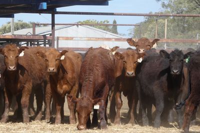 A+ 80 BACKGROUNDER HEIFERS