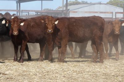 A+ 80 BACKGROUNDER HEIFERS