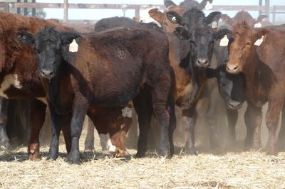 A+ 80 BACKGROUNDER HEIFERS