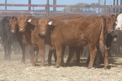 A+ 80 BACKGROUNDER HEIFERS