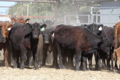 A+ 80 BACKGROUNDER HEIFERS