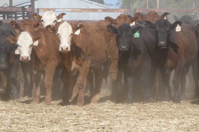 A+ 80 BACKGROUNDER HEIFERS