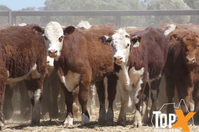 A+ 266 HEREFORD X STEERS