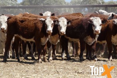 A+ 266 HEREFORD X STEERS