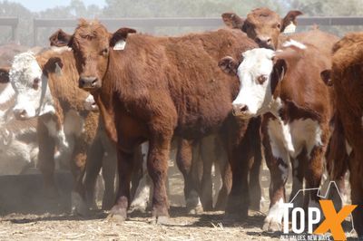 A+ 266 HEREFORD X STEERS