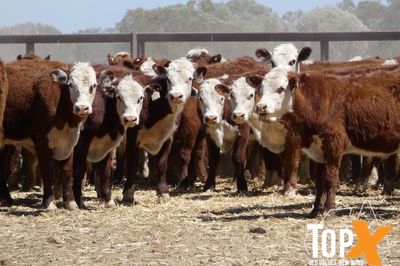 A+ 266 HEREFORD X STEERS