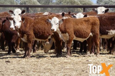 A+ 266 HEREFORD X STEERS