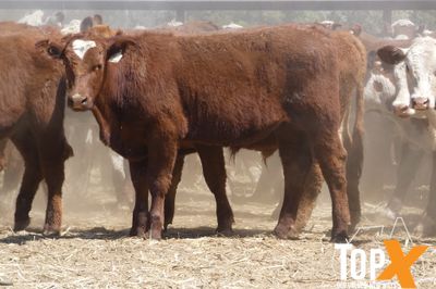 A+ 266 HEREFORD X STEERS
