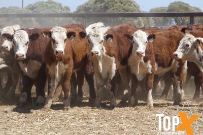 A+ 266 HEREFORD X STEERS