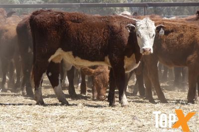 A+ 266 HEREFORD X STEERS