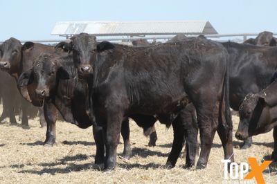 A+ 228 ANGUS/SIMM X STEER WEANERS