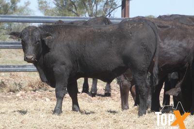 A+ 228 ANGUS/SIMM X STEER WEANERS