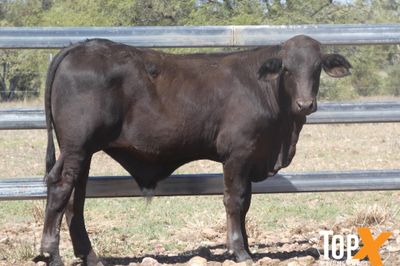 A+ 228 ANGUS/SIMM X STEER WEANERS