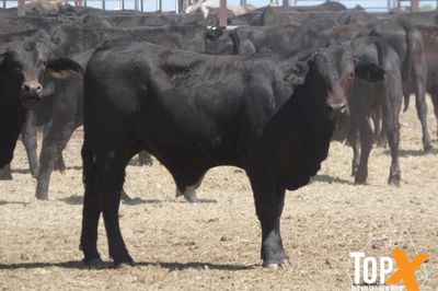 A+ 228 ANGUS/SIMM X STEER WEANERS
