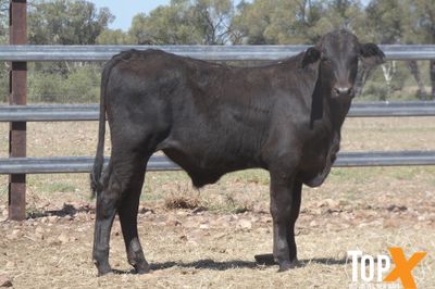 A+ 228 ANGUS/SIMM X STEER WEANERS