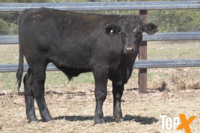 A+ 228 ANGUS/SIMM X STEER WEANERS