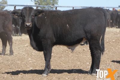 A+ 228 ANGUS/SIMM X STEER WEANERS