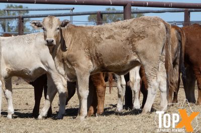 A+ 92 XBRED HEIFERS