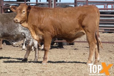 A+ 92 XBRED HEIFERS