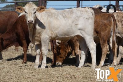 A+ 92 XBRED HEIFERS