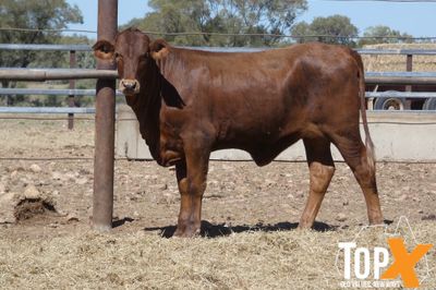 A+ 92 XBRED HEIFERS