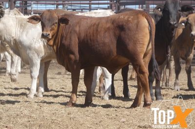 A+ 92 XBRED HEIFERS