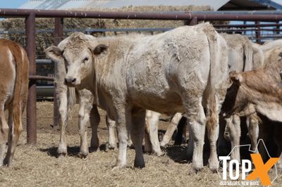 A+ 92 XBRED HEIFERS