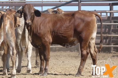 A+ 92 XBRED HEIFERS