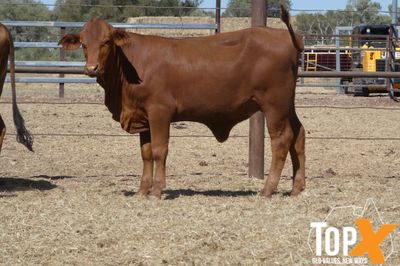 A+ 92 XBRED HEIFERS