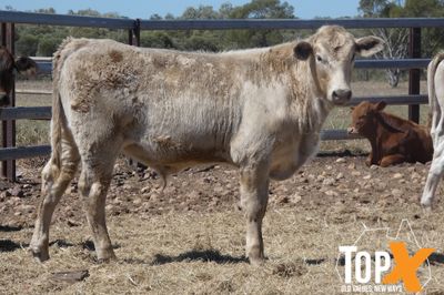 A+ 84 XBRED STEERS